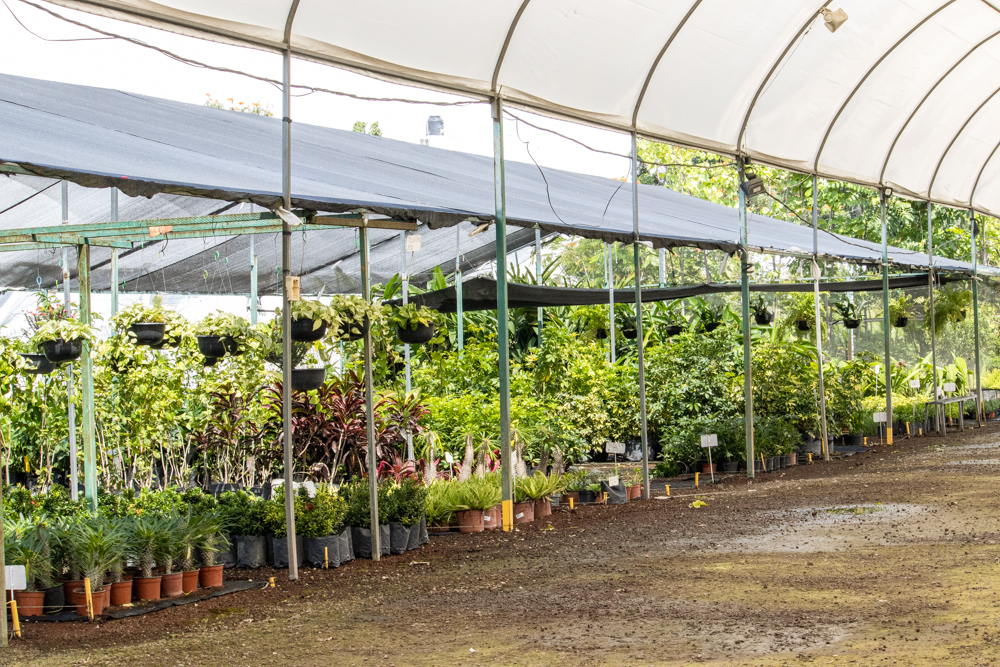 Vivero ORNAPLANT — Cuautla, Morelos