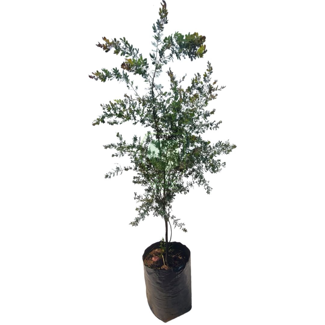 Planta ornamental Acacia Bicapsularis - Vivero ORNAPLANT Cuautla