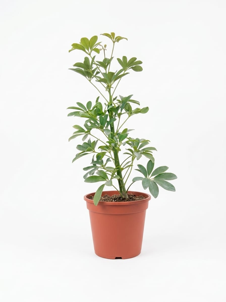 Planta ornamental Aralea Arboricola Verde - Vivero ORNAPLANT Cuautla