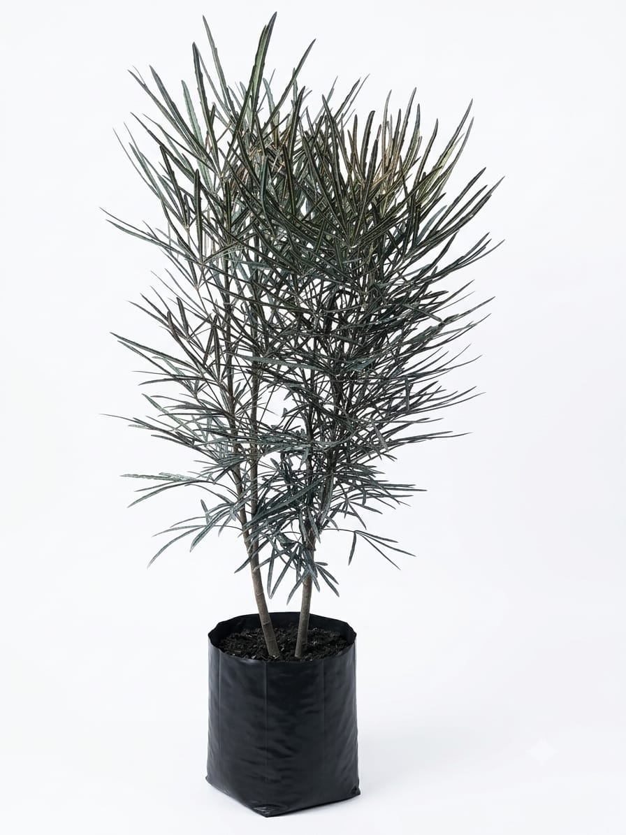 Planta ornamental Aralea Elegantisima - Vivero ORNAPLANT Cuautla