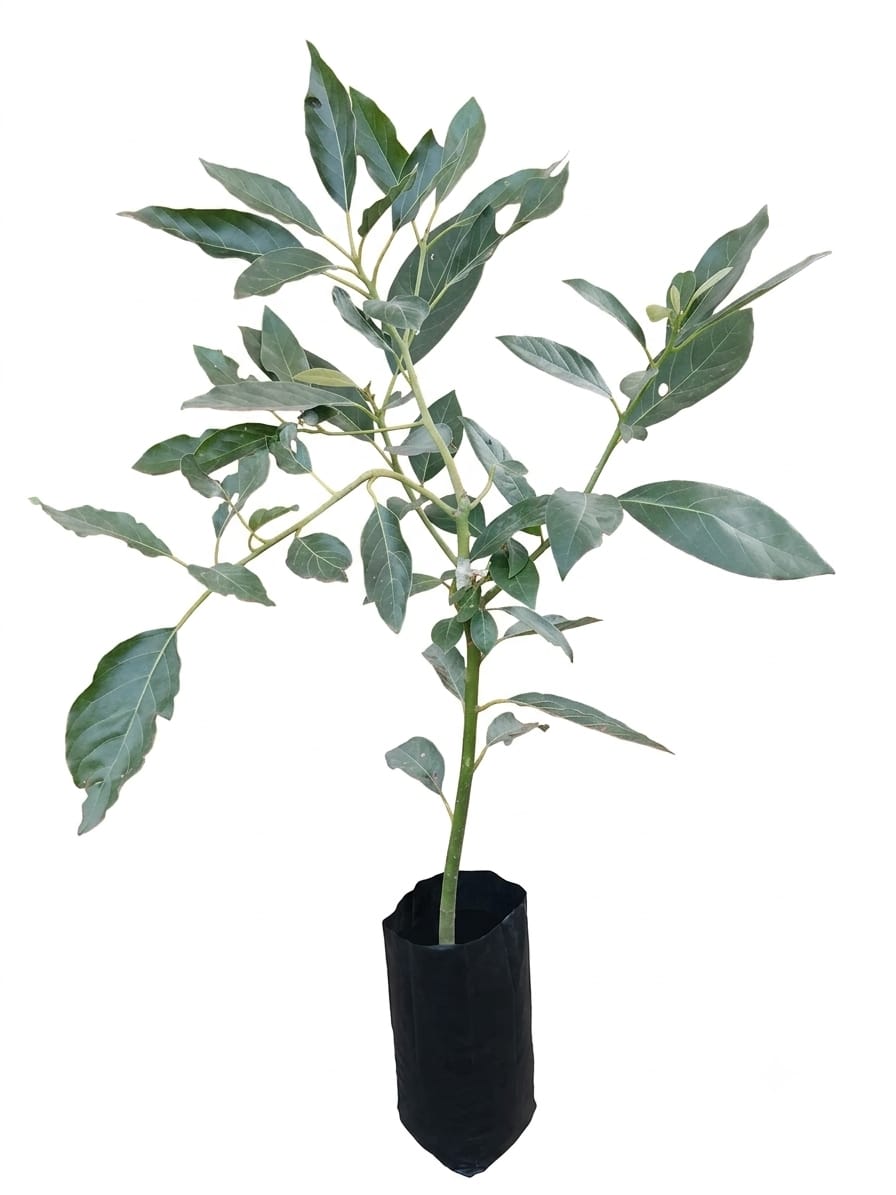 Planta ornamental Aguacate Hass - Vivero ORNAPLANT Cuautla
