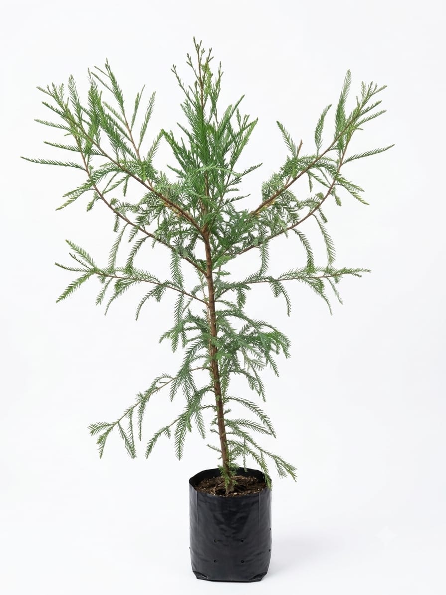 Planta ornamental Ahuehuete - Vivero ORNAPLANT Cuautla