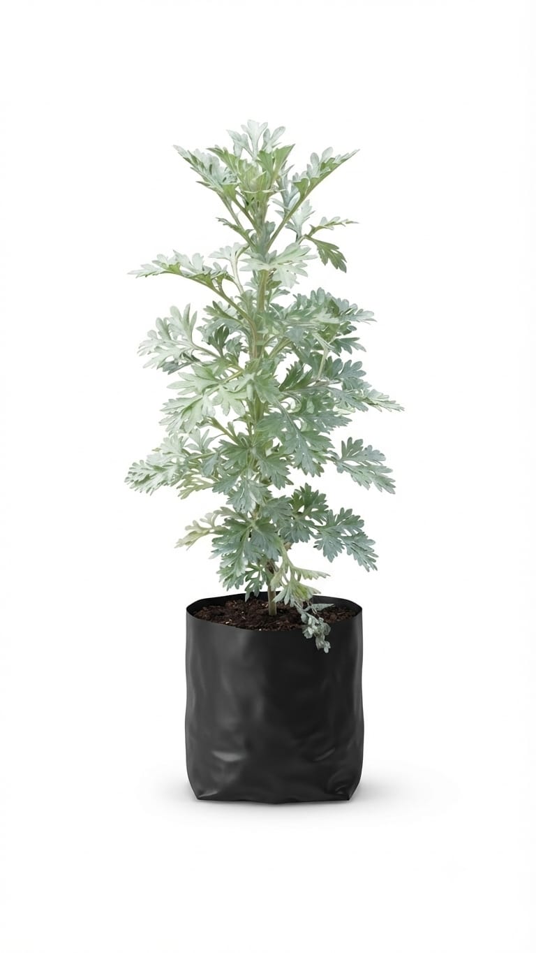 Planta ornamental Ajenjo - Vivero ORNAPLANT Cuautla