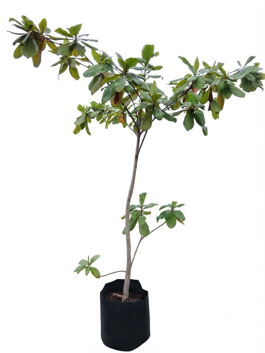 Planta ornamental Almendro - Vivero ORNAPLANT Cuautla