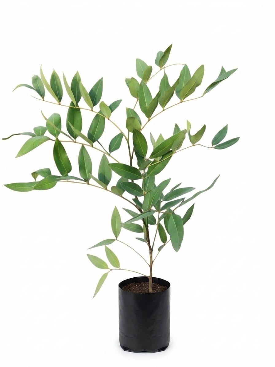 Planta ornamental Acacia Lluvia De Oro - Vivero ORNAPLANT Cuautla