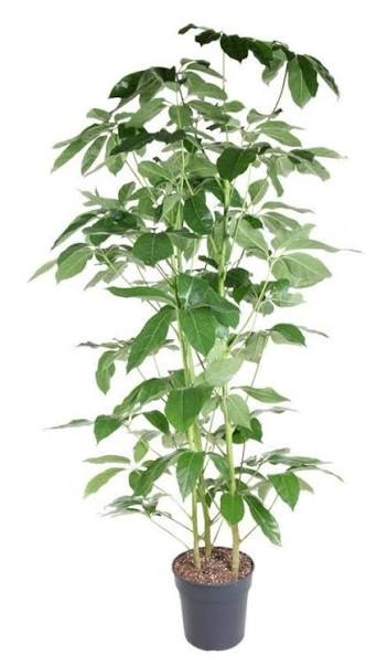 Planta ornamental Amate - Vivero ORNAPLANT Cuautla