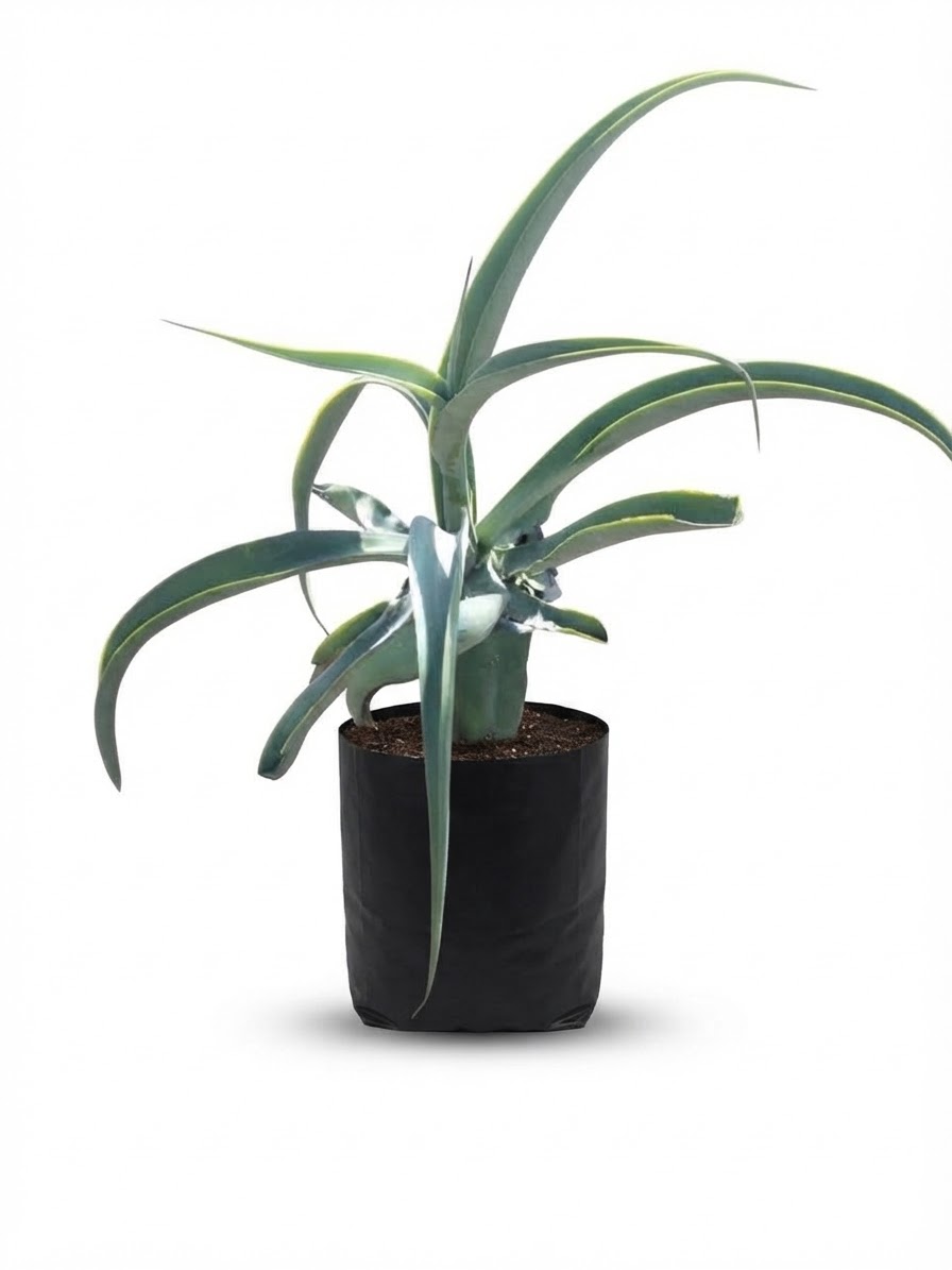 Planta ornamental Agave Pulpo - Vivero ORNAPLANT Cuautla
