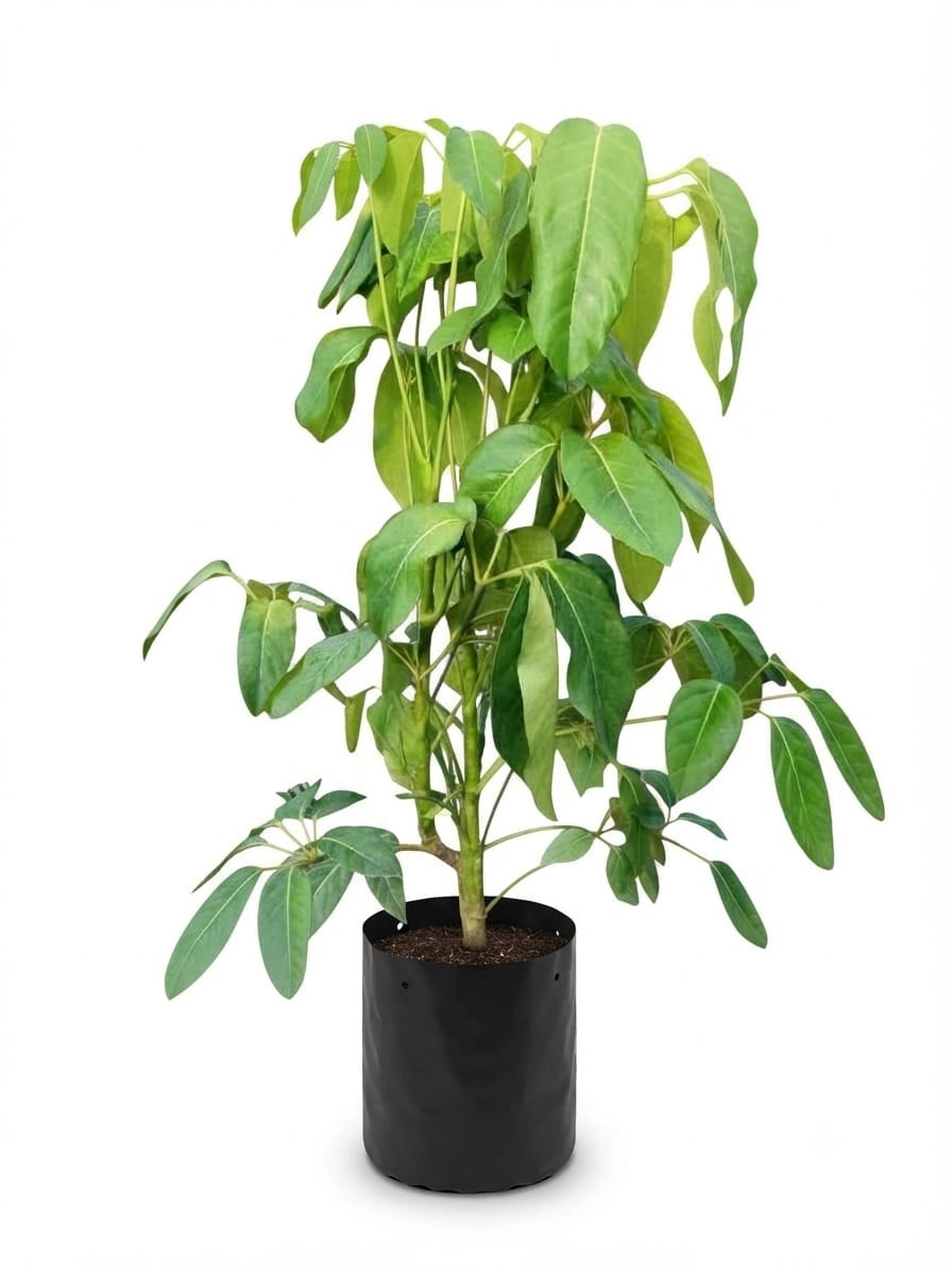 Planta ornamental Aralea Schefflera - Vivero ORNAPLANT Cuautla