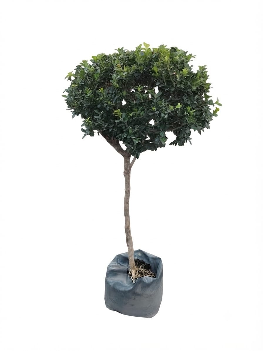 Planta ornamental Buxus Arrayan Bola - Vivero ORNAPLANT Cuautla
