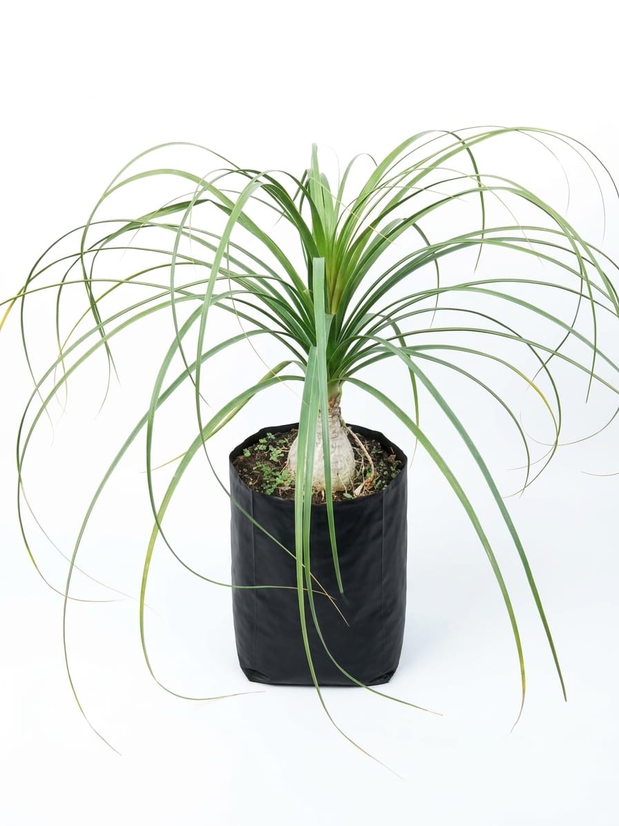 Planta ornamental Pata de elefante - Vivero ORNAPLANT Cuautla