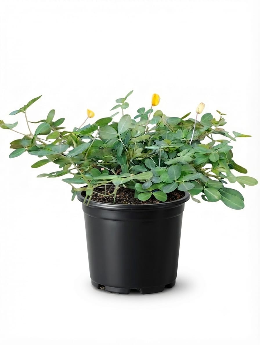 Planta ornamental Cacahuatillo - Vivero ORNAPLANT Cuautla