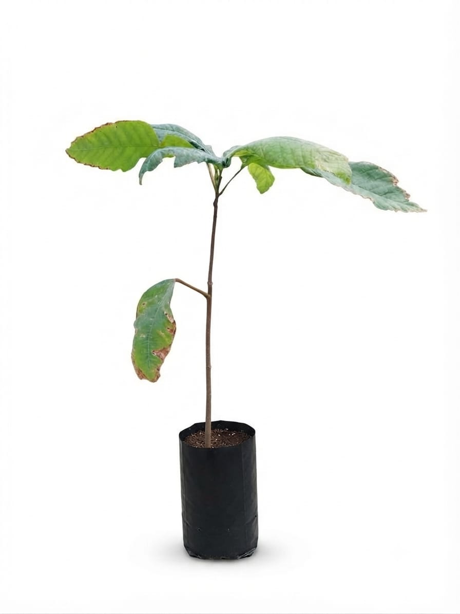 Planta ornamental Cacao - Vivero ORNAPLANT Cuautla