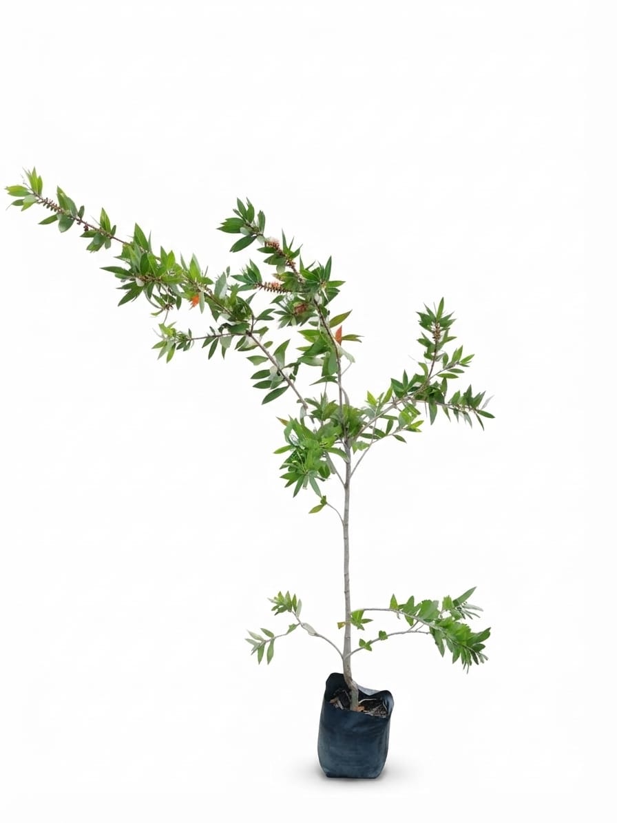 Planta ornamental Calistemo - Vivero ORNAPLANT Cuautla