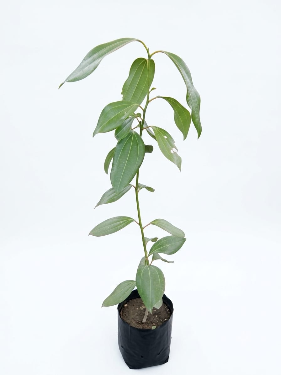 Planta ornamental Canela - Vivero ORNAPLANT Cuautla