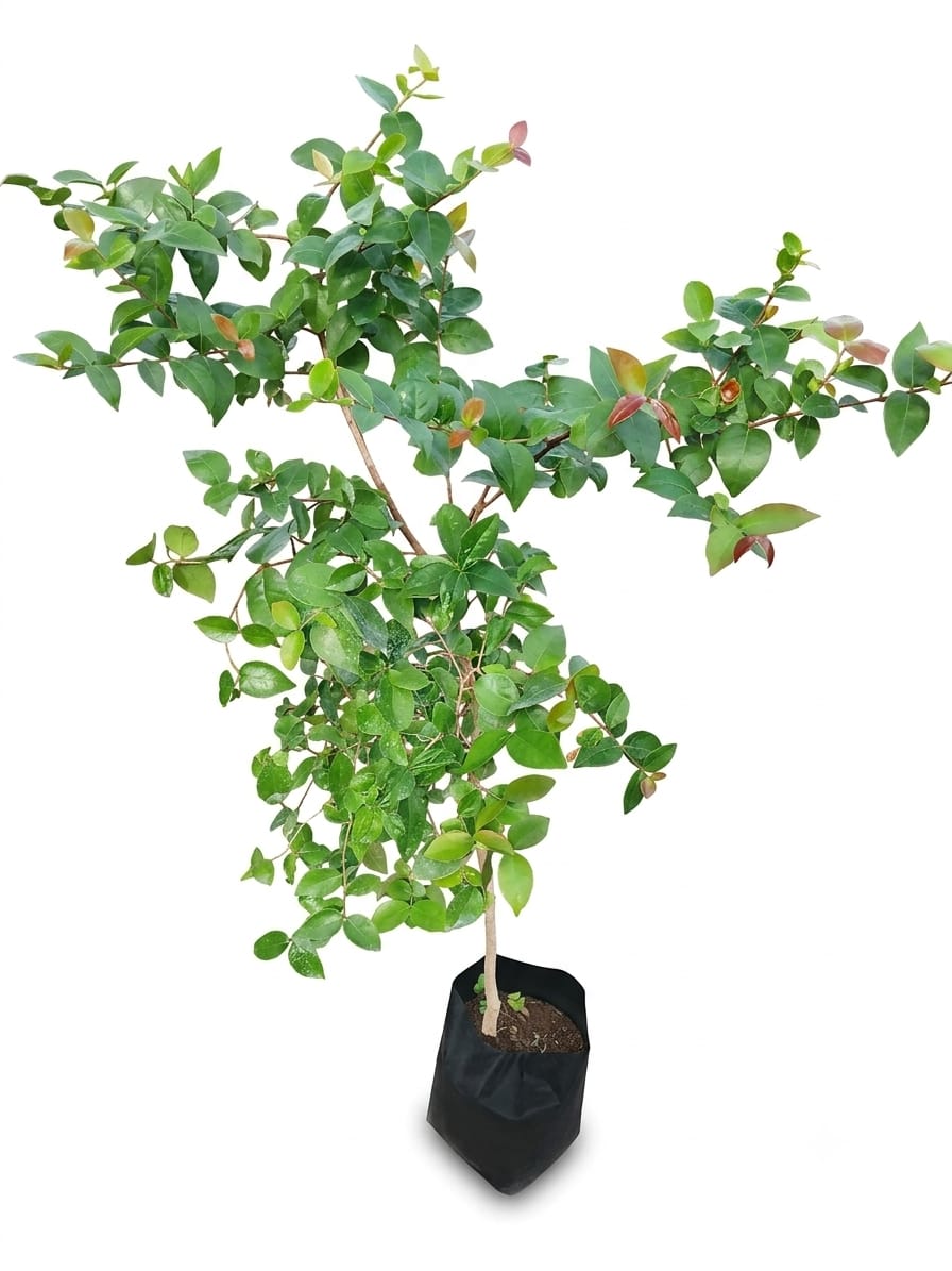 Planta ornamental Cerezo Brasileño - Vivero ORNAPLANT Cuautla
