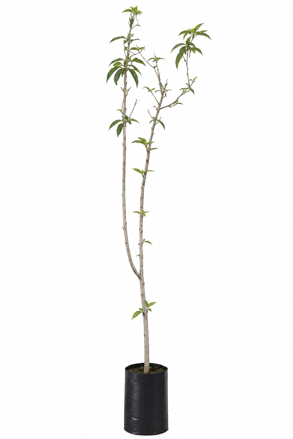 Planta ornamental Cerezo Lapins - Vivero ORNAPLANT Cuautla