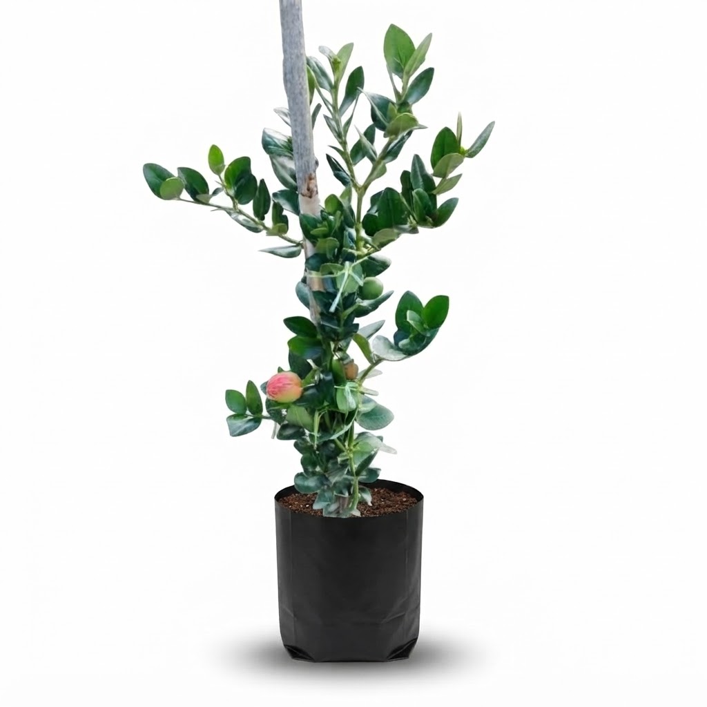 Planta ornamental Cariza De Fruta - Vivero ORNAPLANT Cuautla
