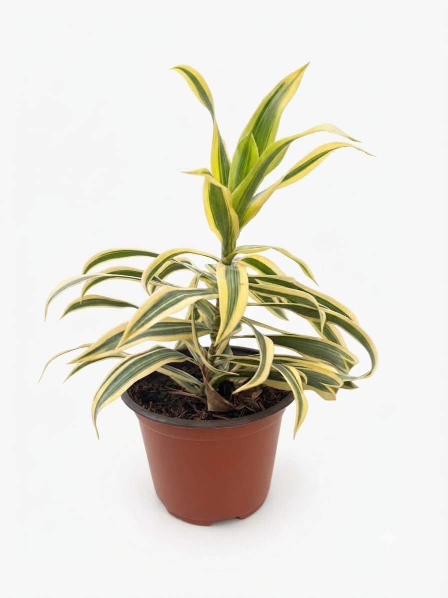 Planta ornamental Canto De La India - Vivero ORNAPLANT Cuautla