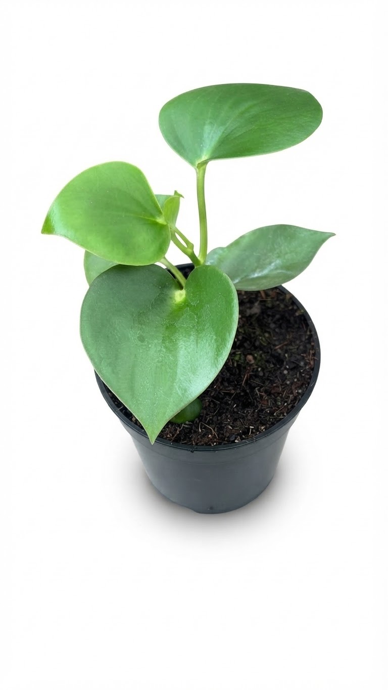 Planta ornamental Corazon De Maria - Vivero ORNAPLANT Cuautla
