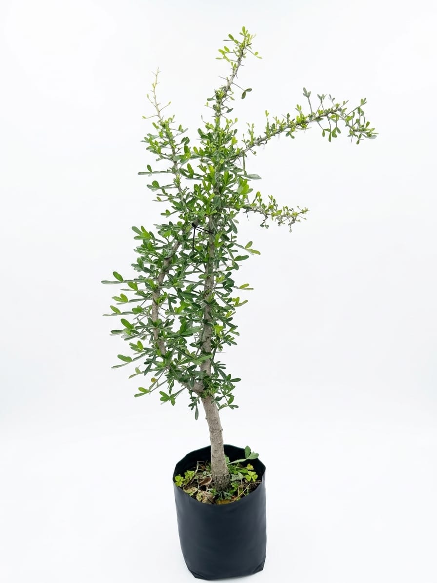 Planta ornamental Cuatecomate - Vivero ORNAPLANT Cuautla