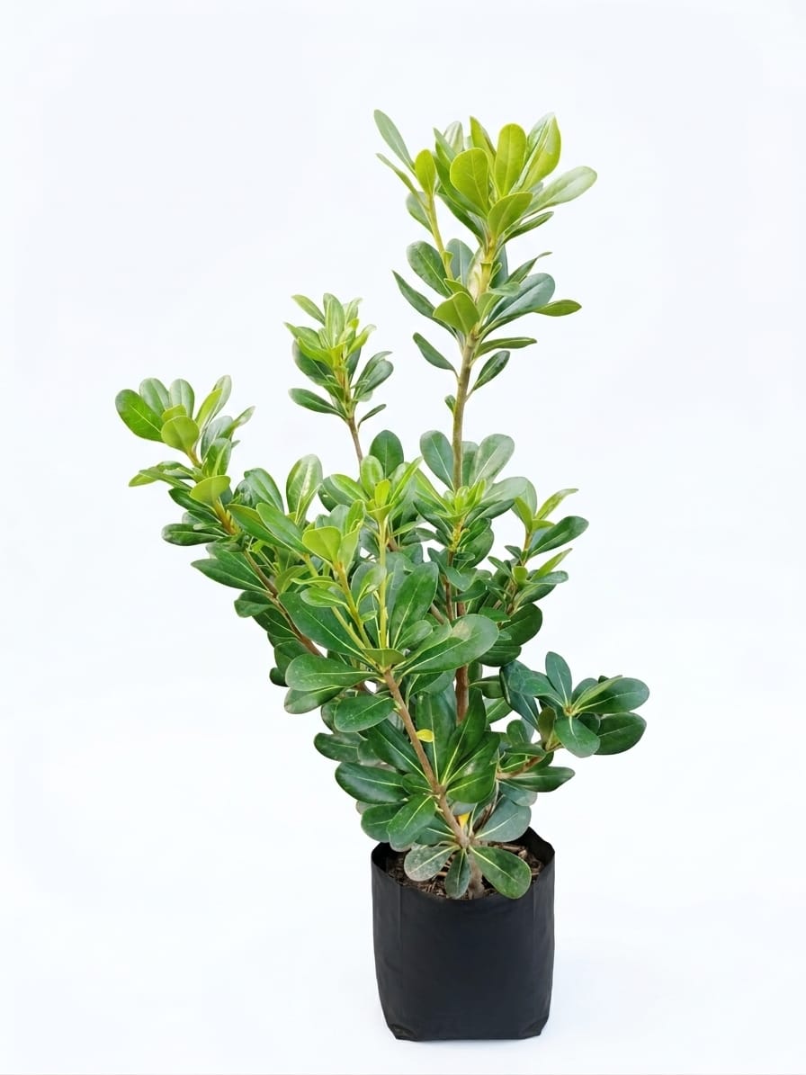 Planta ornamental Clavo Verde - Vivero ORNAPLANT Cuautla