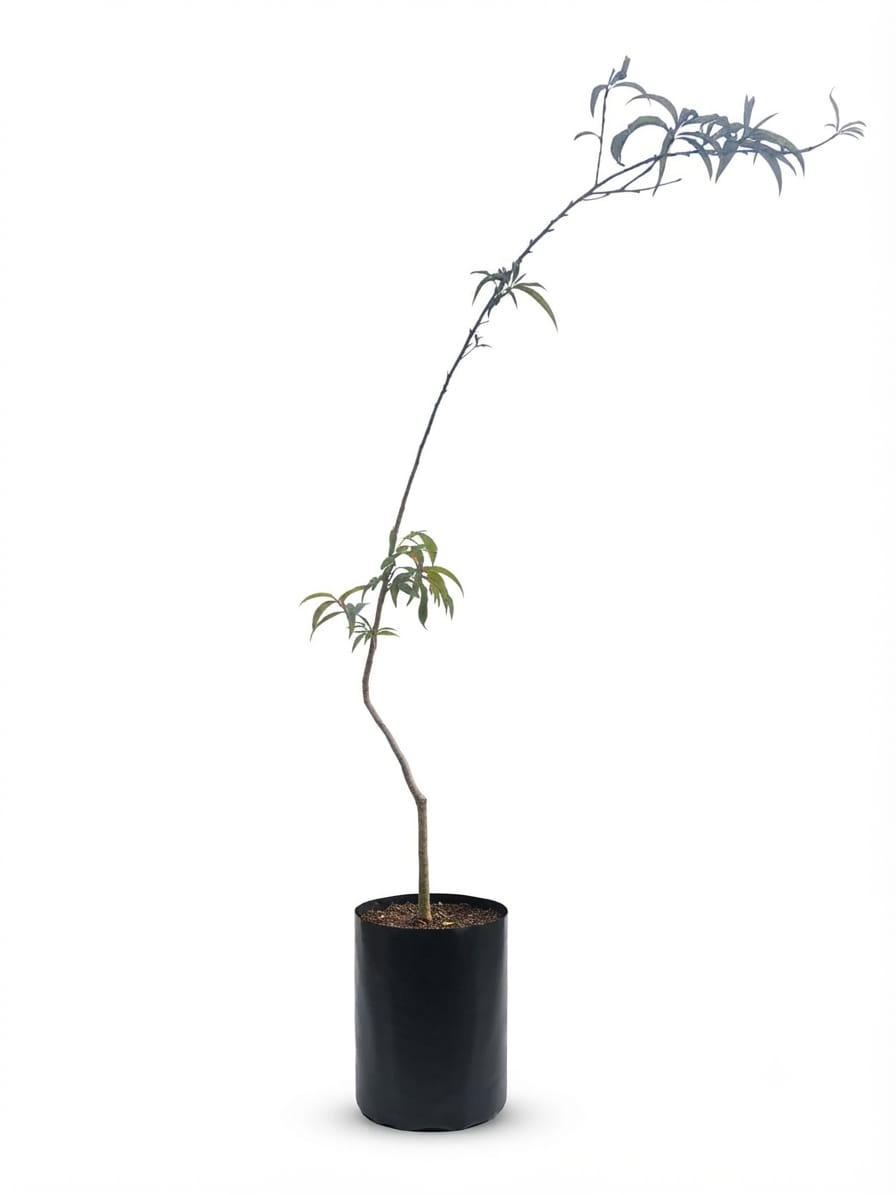 Planta ornamental Durazno Nectarino - Vivero ORNAPLANT Cuautla