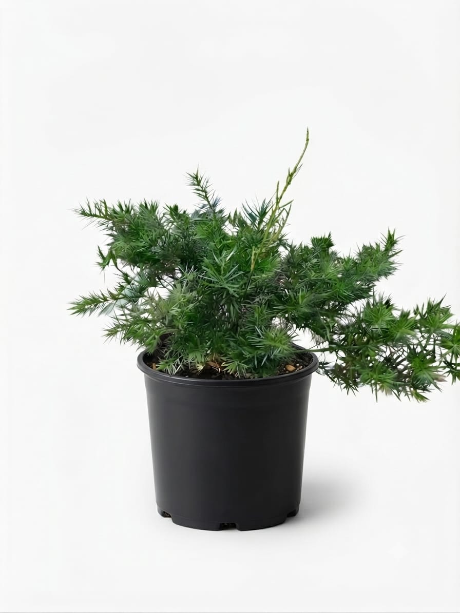 Planta ornamental Esparrago Springueri - Vivero ORNAPLANT Cuautla