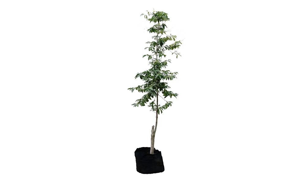Planta ornamental Encino Siempre Verde - Vivero ORNAPLANT Cuautla