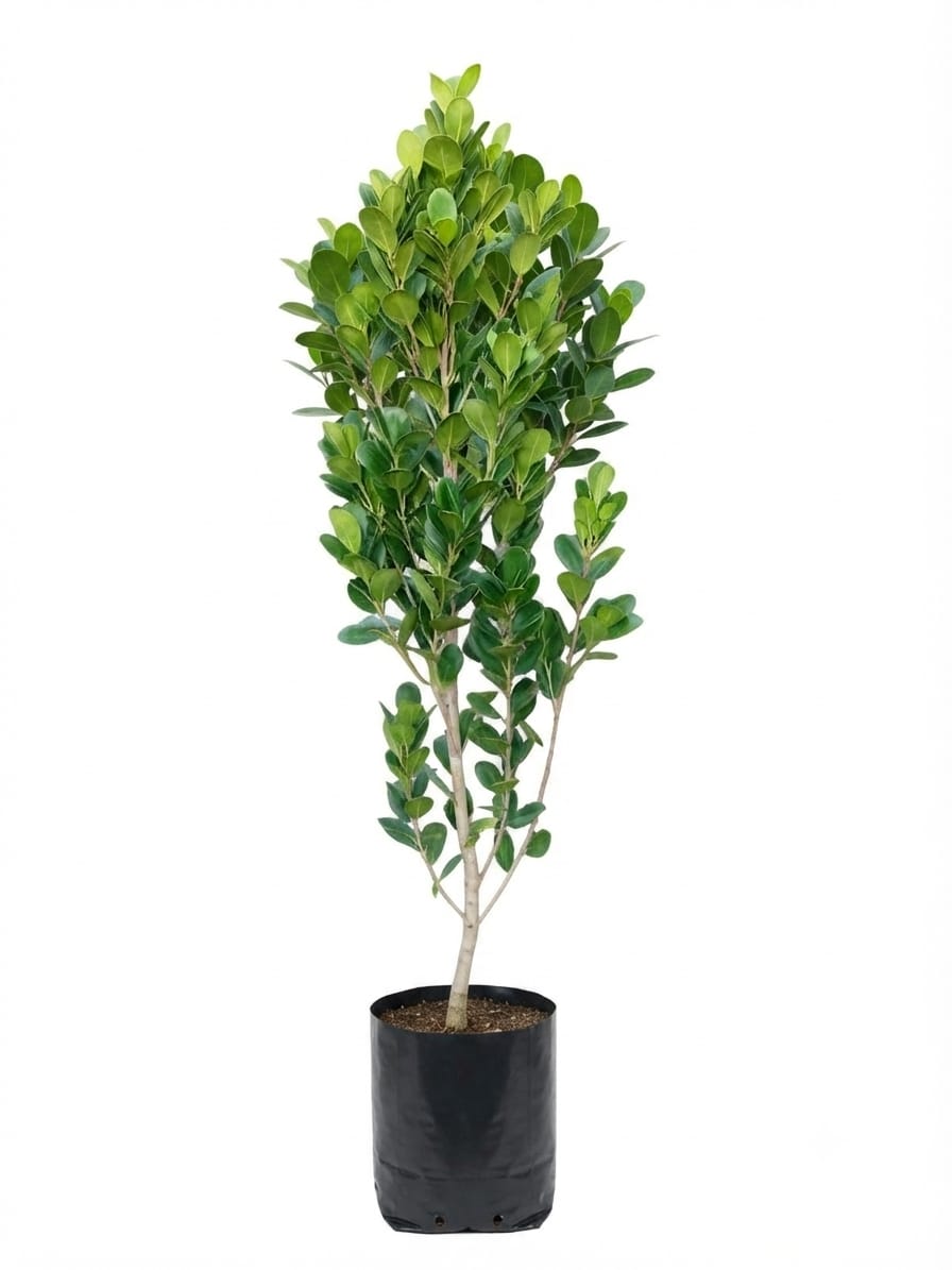 Planta ornamental Ficus Moclame - Vivero ORNAPLANT Cuautla