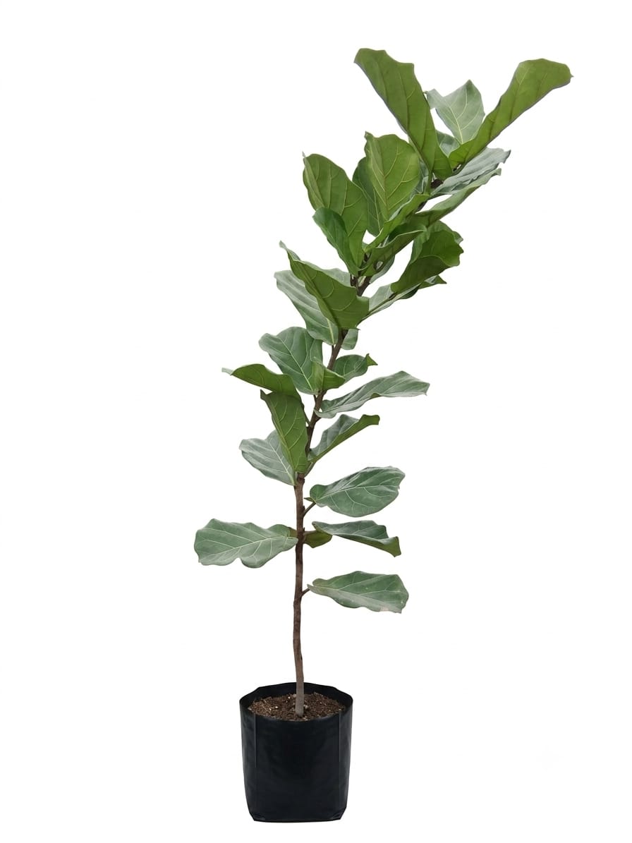 Planta ornamental Ficus Pandurata - Vivero ORNAPLANT Cuautla