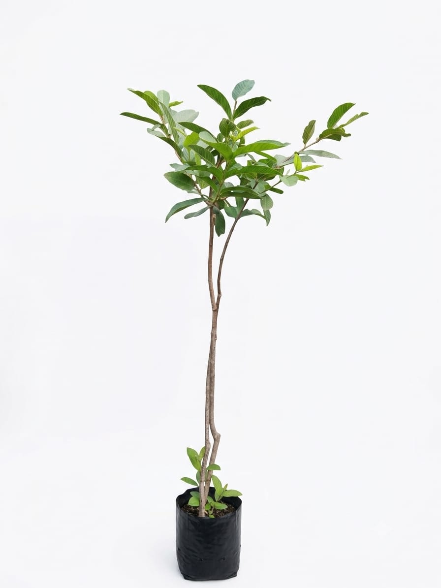 Planta ornamental Guayabo Calvillo - Vivero ORNAPLANT Cuautla