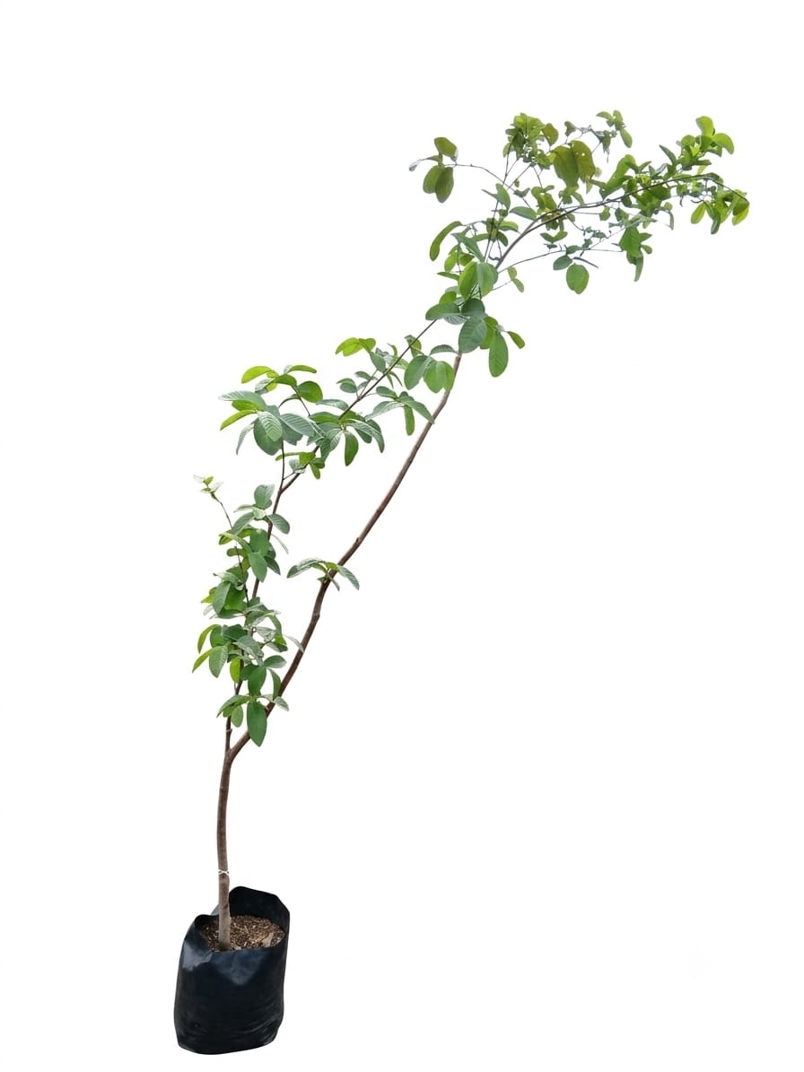 Planta ornamental Guayaba Peruana - Vivero ORNAPLANT Cuautla
