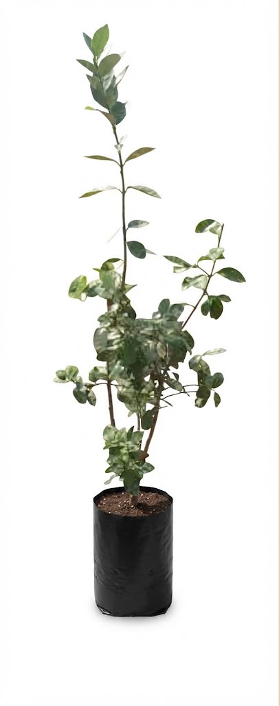 Planta ornamental Guayabo Piña - Vivero ORNAPLANT Cuautla
