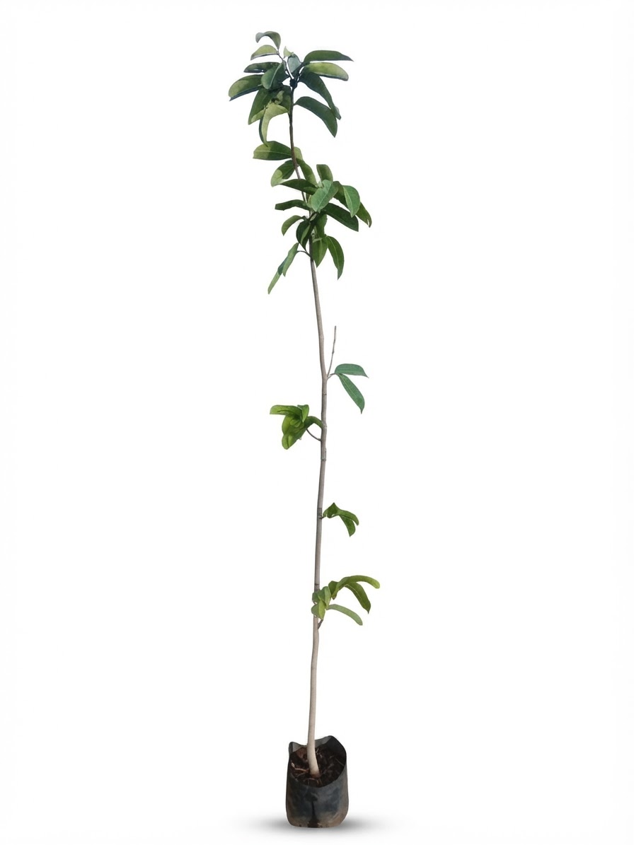 Planta ornamental Guanabana - Vivero ORNAPLANT Cuautla