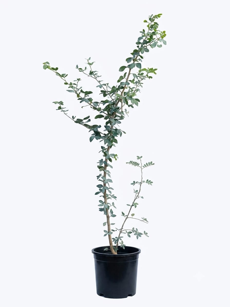 Planta ornamental Guamuchil - Vivero ORNAPLANT Cuautla