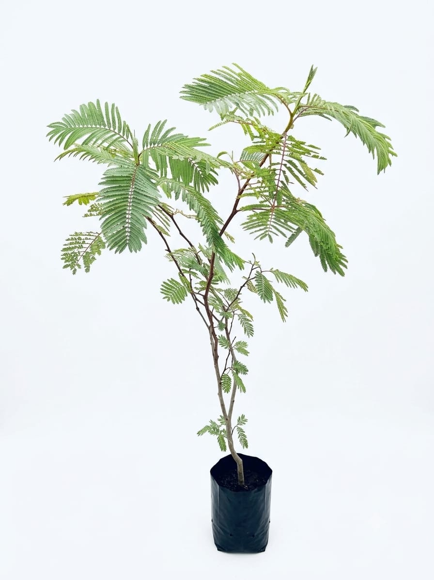 Planta ornamental Guaje - Vivero ORNAPLANT Cuautla