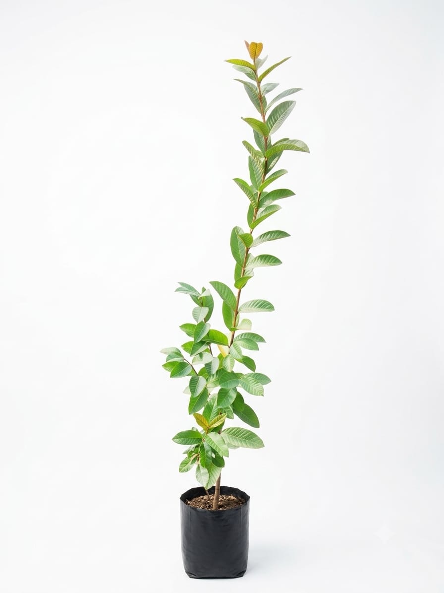 Planta ornamental Guayabo Rosa - Vivero ORNAPLANT Cuautla