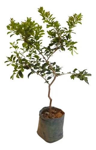 Planta ornamental Guayabo - Vivero ORNAPLANT Cuautla