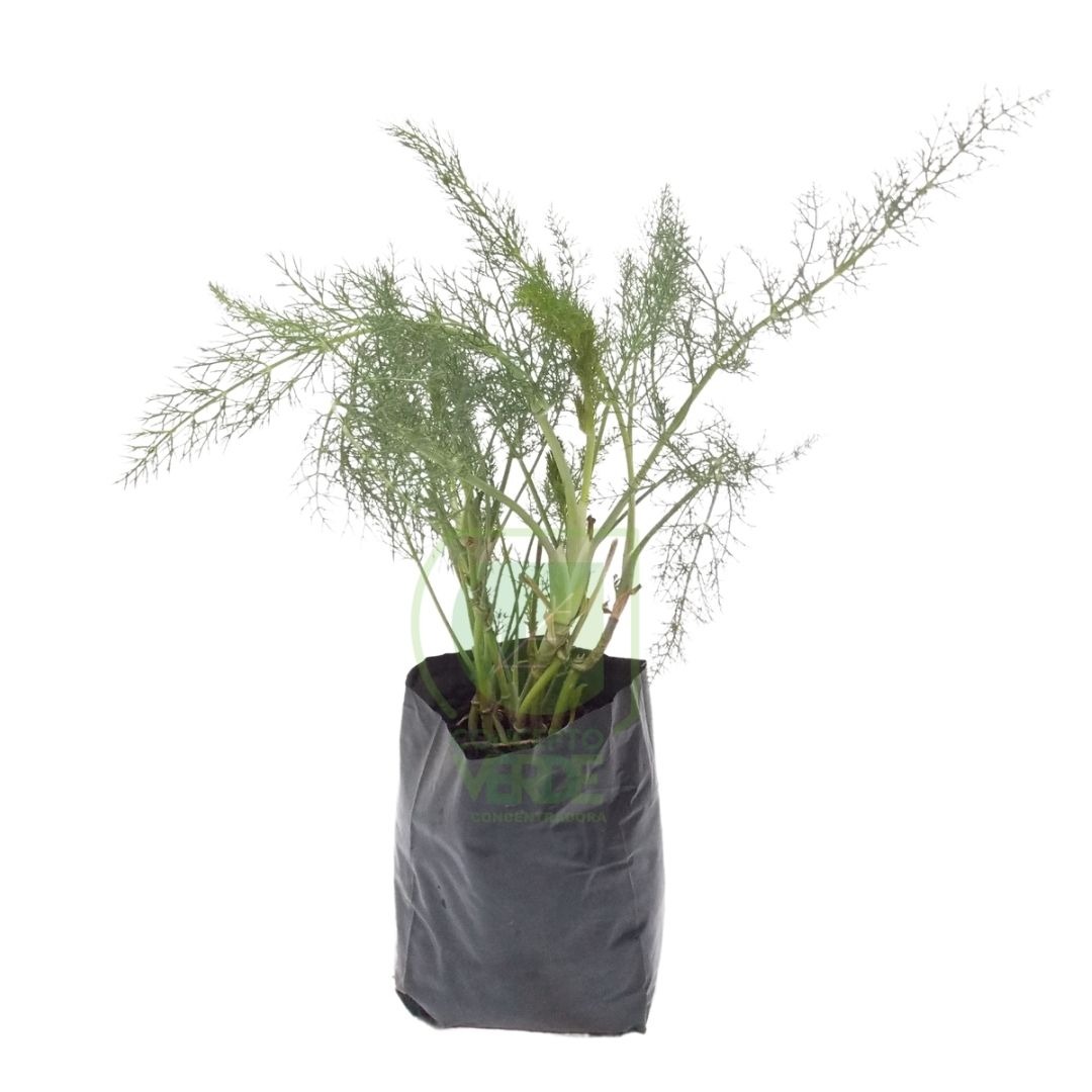 Planta ornamental Hinojo - Vivero ORNAPLANT Cuautla
