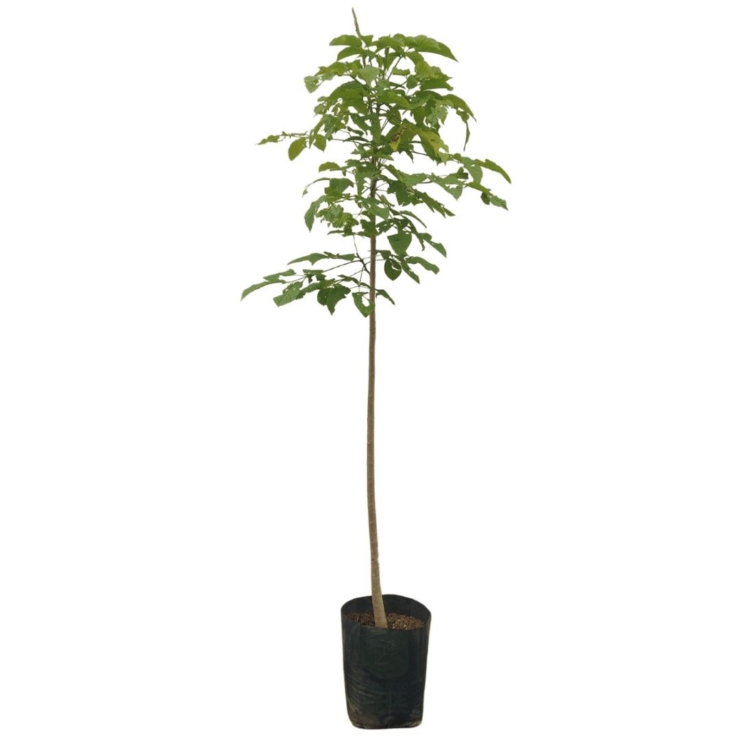 Planta ornamental Guayacan Rosa - Vivero ORNAPLANT Cuautla