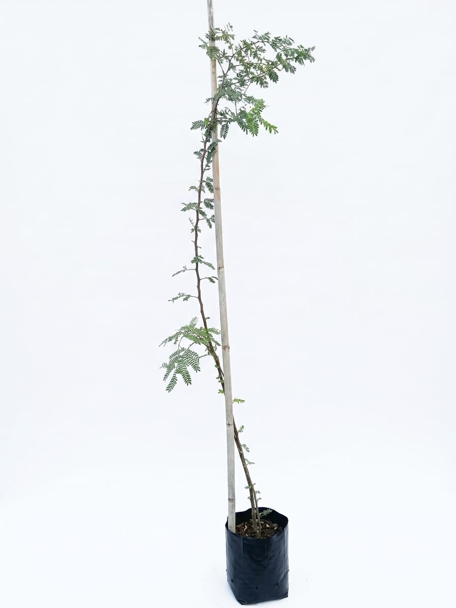 Planta ornamental Huizache - Vivero ORNAPLANT Cuautla