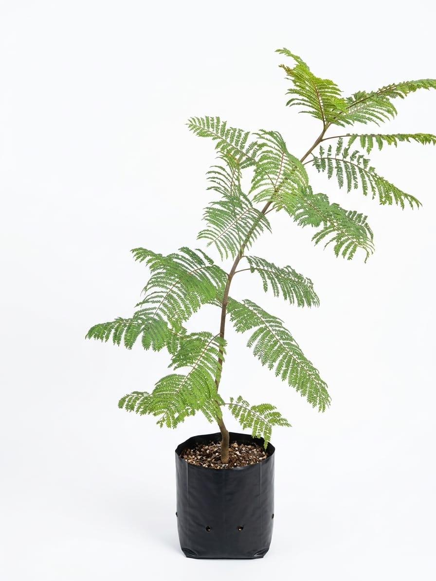 Planta ornamental Jacaranda - Vivero ORNAPLANT Cuautla