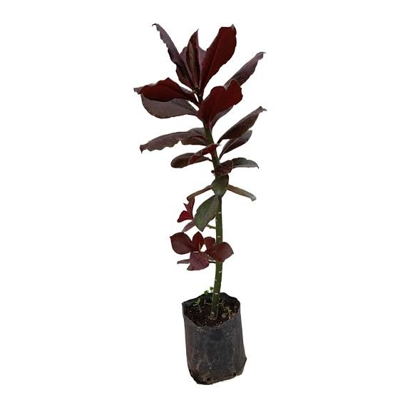 Planta ornamental Lechero Africano - Vivero ORNAPLANT Cuautla