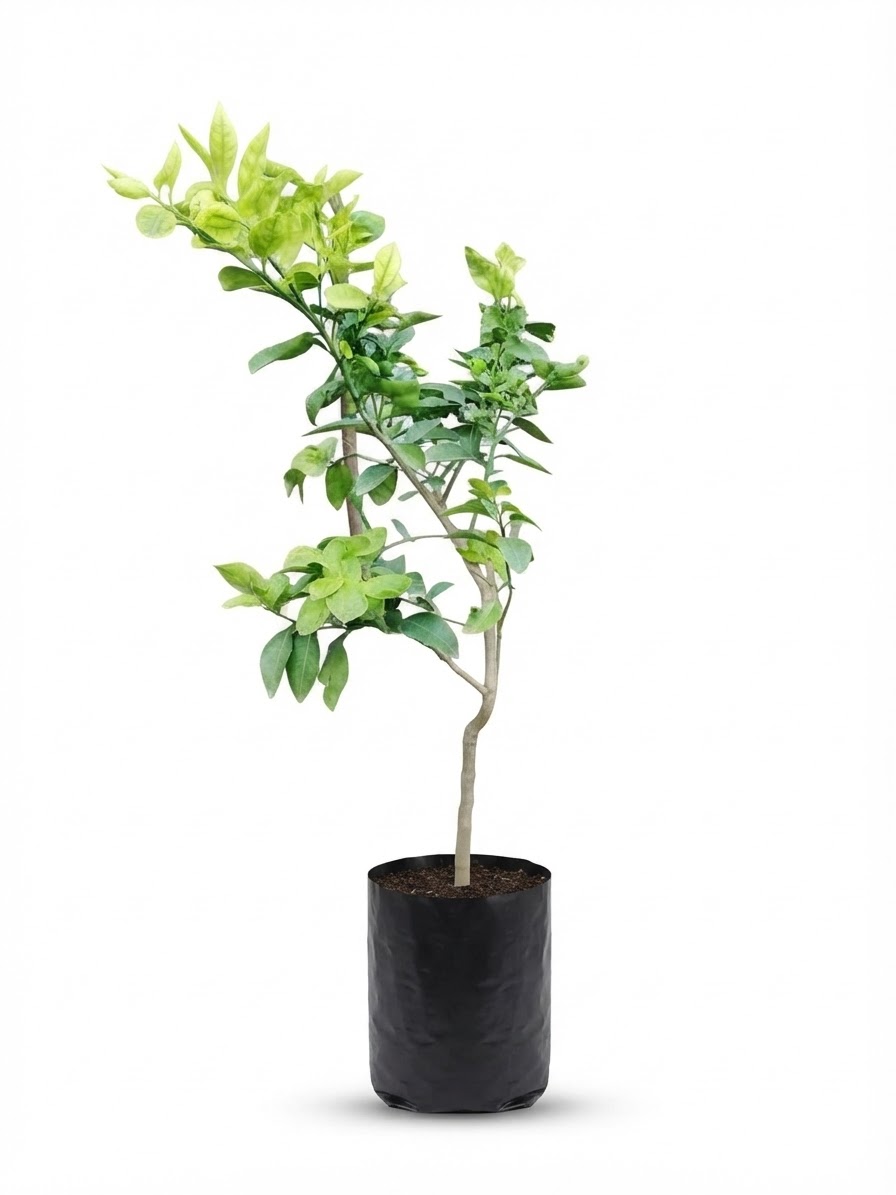 Planta ornamental Limon Colimeño - Vivero ORNAPLANT Cuautla