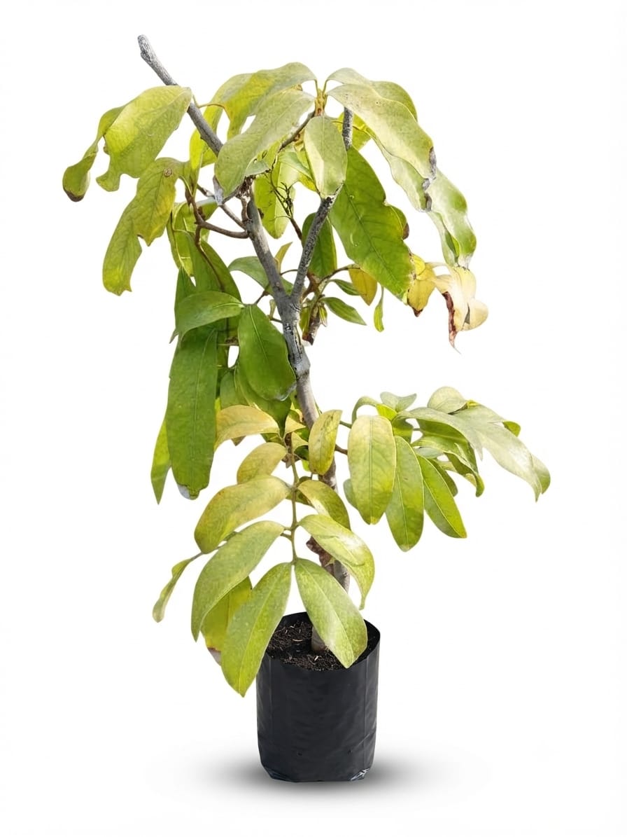 Planta ornamental Lichi - Vivero ORNAPLANT Cuautla