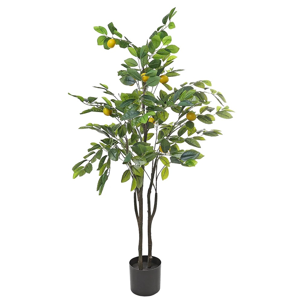 Planta ornamental Lima - Vivero ORNAPLANT Cuautla
