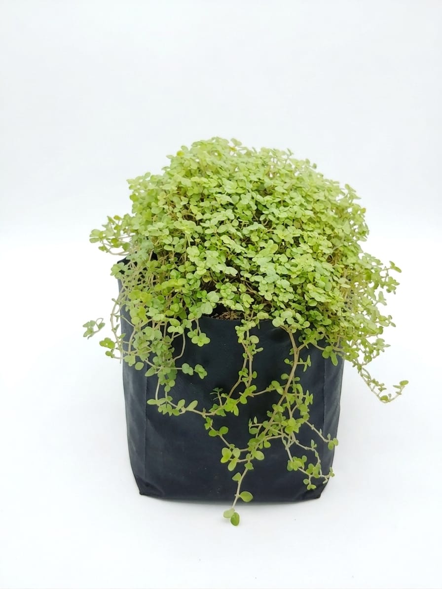 Planta ornamental Lagrima De Niño - Vivero ORNAPLANT Cuautla