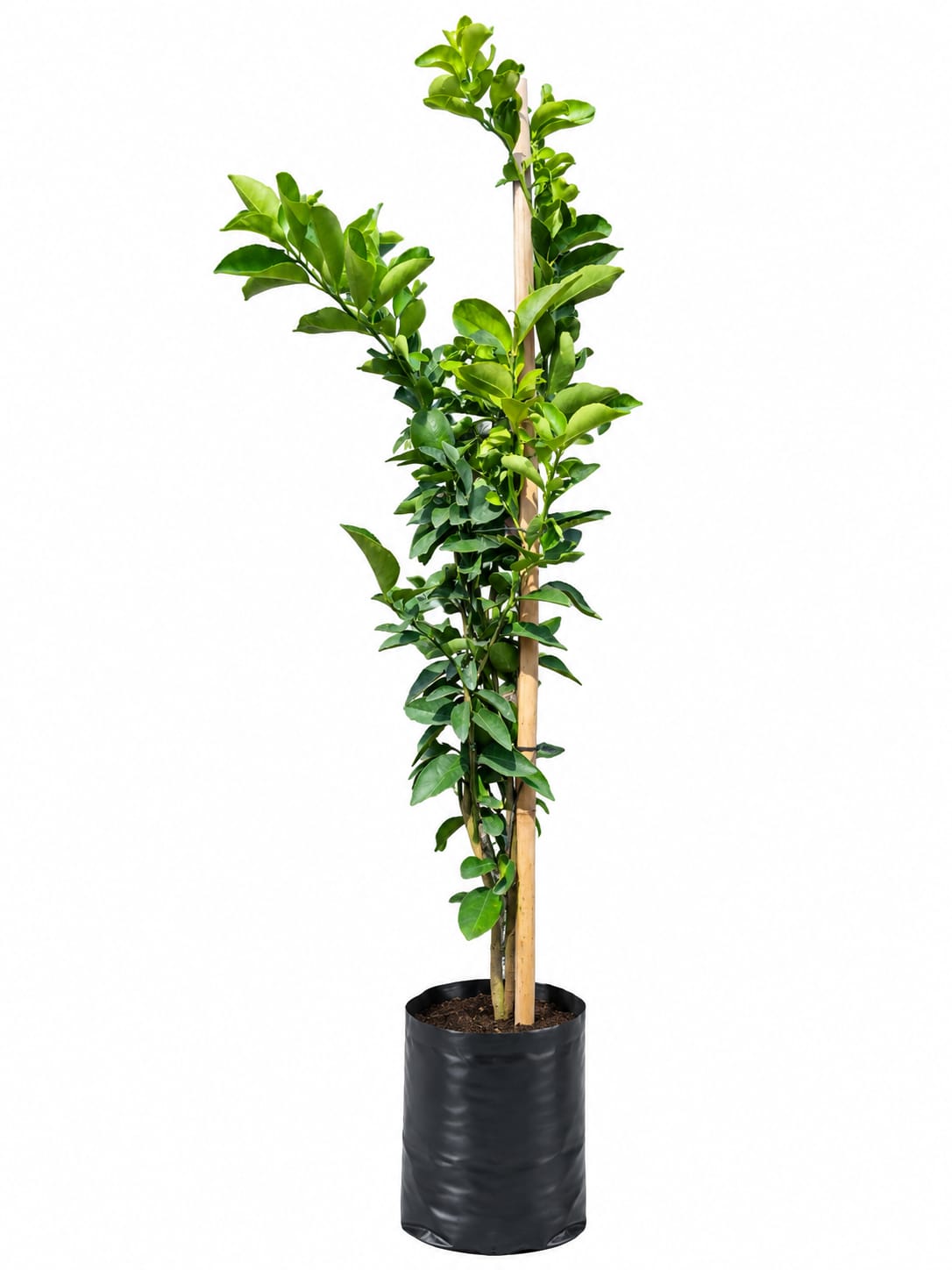 Planta ornamental Limon Persa - Vivero ORNAPLANT Cuautla
