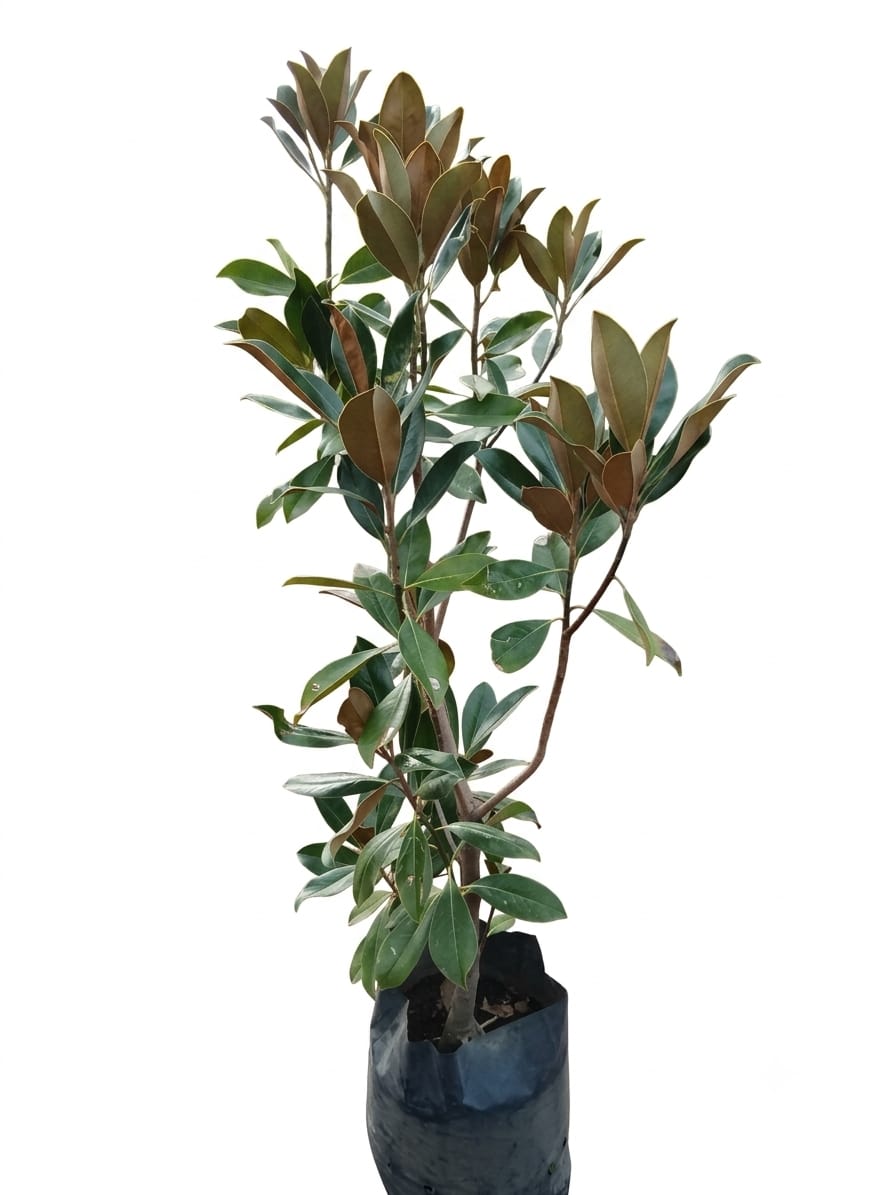 Planta ornamental Magnolia - Vivero ORNAPLANT Cuautla
