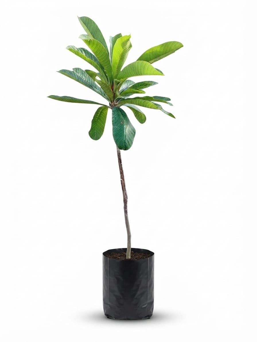 Planta ornamental Mamey - Vivero ORNAPLANT Cuautla